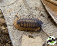 red-skirt-isopods-for-sale.jpg