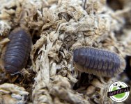 pak-chong-isopods-for-sale.jpg