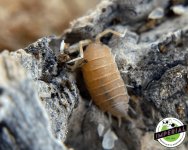powder-orange-isopods-for-sale_6912bd17-4498-43df-980d-b2d2c810dc41.jpg