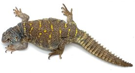 female 1.jpg