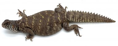female 1b.jpg