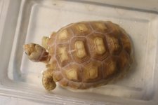 2Feb2022_ivory_c.jpg