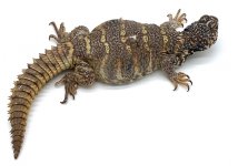 female 2.jpg
