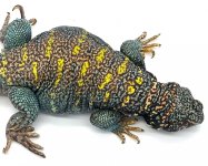 male 3.jpg