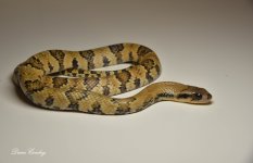 DSC_9450.jpg