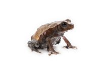 smooth_sided_toad_-_rhaebo_guttatus-2.jpg