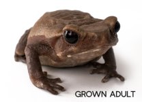 smooth_sided_toad_adult_8__labeled_6_.jpg