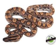 brazilian-rainbow-boa-for-sale.jpg
