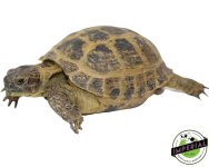russian-tortoise-for-sale.jpg