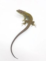 lacerta.jpg