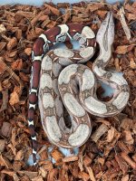 thumbnail_IMG_6371.jpg