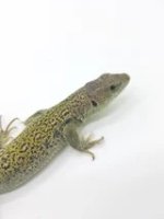 lacerta1.jpg