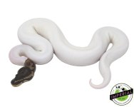 high-white-ball-python-for-sale.jpg