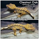 chesnut oak 2-19-22.jpg