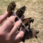 Asian-Giant-Wood-Turtles-Heosemys-grandis-CB-2021-1-2-280x280.jpeg Asian-Giant-Wood-Turtles-Heosemys-grandis-CB-2021-1-2-280x280.jpeg