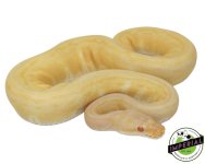 albino-pinstripe-ball-pythons-for-sale.jpg
