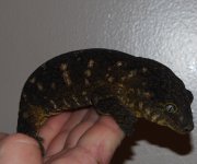 DSC_0454.jpg