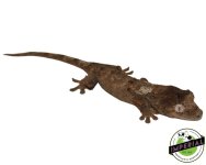 pine-island-chahoua-gecko-for-sale.jpg
