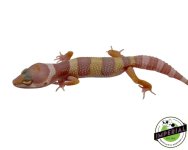 albino-leopard-gecko-for-sale.jpg