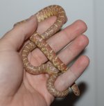 DSC_0002.jpg