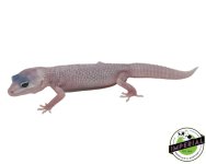 blizzard-leopard-gecko-for-sale_a862c63a-eb1f-42bb-b108-a97cfa5c717b.jpg