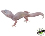 blazing-blizzard-leopard-geckos-for-sale_0e3158e6-f4b1-4b93-9e1c-481f164e6ae5.jpg
