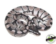 axanthic-ball-python-for-sale.jpg