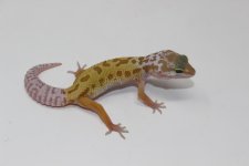 Leucistic-patternless- leopard- gecko.jpg