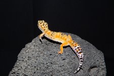 IMG_6906.jpg