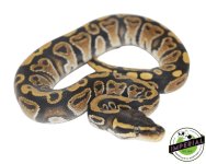 ball-python-for-sale.jpg
