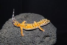 IMG_6913.jpg
