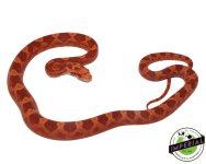 albino-blood-red-cornsnake-for-sale.jpg