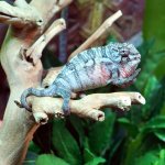 C.B.B._Ambilobe_Panther_Chameleon_2_785fc096-67d4-496e-b0c0-95c563e62131.jpg