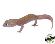 raptor-solid-red-eyes-leopard-gecko-for-sale.jpg