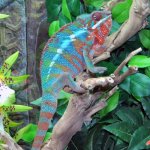 C.B.B._Ambilobe_Panther_Chameleon_063edb49-1188-4e0d-b88e-71ccacd845ca.jpg