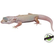 mack-snow-albino-leucistic-patternless-leopard-geckos-for-sale.jpg