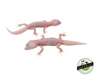 super-snow-leopard-gecko-for-sale_e7000bc4-9abc-44d4-891c-4a06d8668a99.jpg
