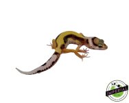 fancy-leopard-gecko-for-sale.jpg
