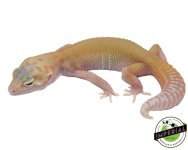 raptor-solid-red-eye-baby-leopard-geckos-for-sale.jpg