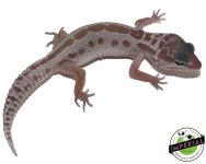 mack-snow-patternless-leopard-gecko-for-sale.jpg