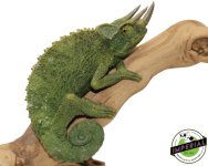 giant-chameleon-for-sale.jpg