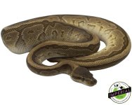 adult-king-pin-ball-pythons-for-sale.jpg