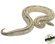 pastel-lesser-vanilla-yb-ball-python-adult-for-sale.jpg