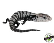 axanthic-blue-tongue-skink-for-sale_ac63009c-c8a5-4590-8cdc-27c62eb997fb.jpg