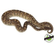 cinny-butter-ball-python-for-sale.jpg