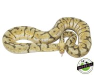 adult-honey-bee-ball-python-for-sale.jpg