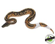 high-pattern-pied-ball-python.jpg