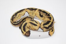pastel-pied-baby-ball-python-highpattern.jpg