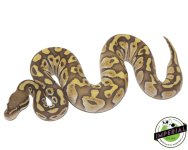 Butter-Ghost-ball-python-for-sale.jpg