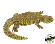 Yellow-Uromastyx-for-sale.jpg